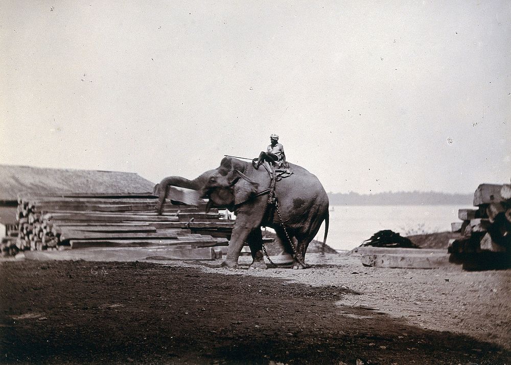 India: a man seated on an elephant by the banks of a river. Photograph, ca. 1900.
