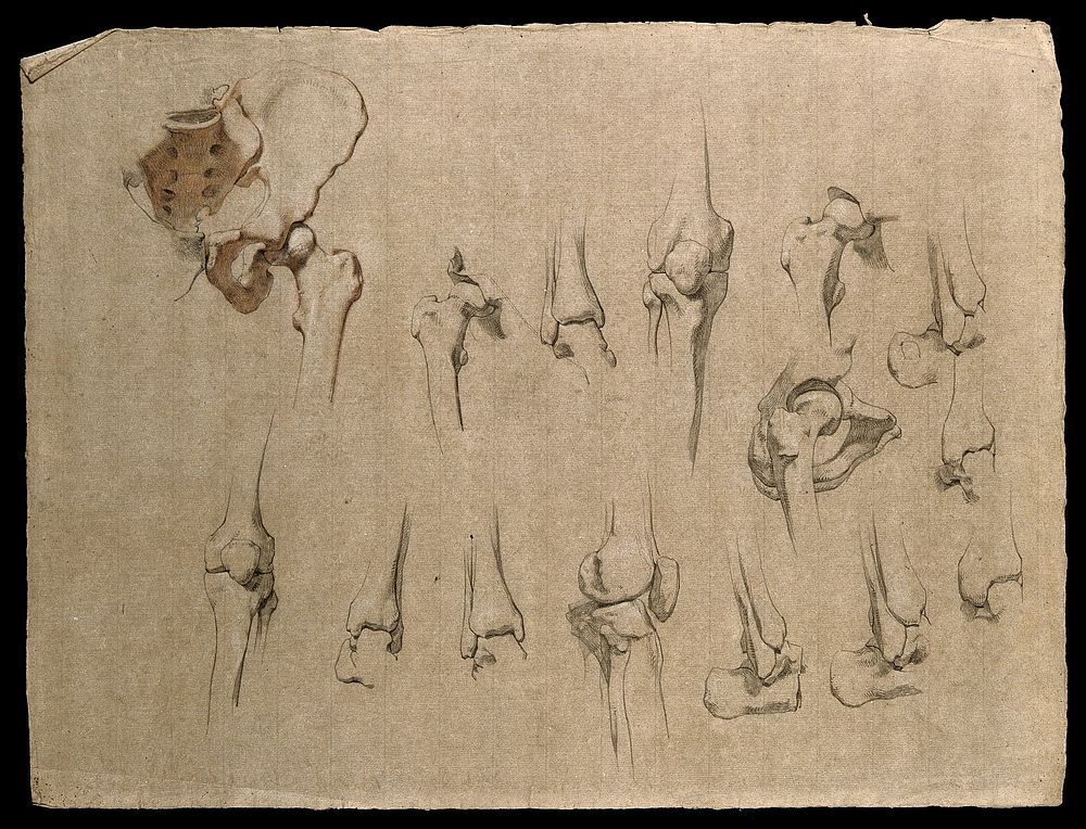 Bones of the pelvis, hip and knee joints. Pencil and red chalk drawing by J.C. Zeller, ca. 1833.