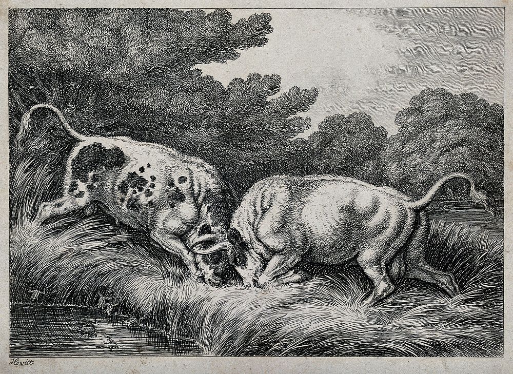 Two bulls fighting by a pond; frogs in the foreground. Etching by S. Howitt.