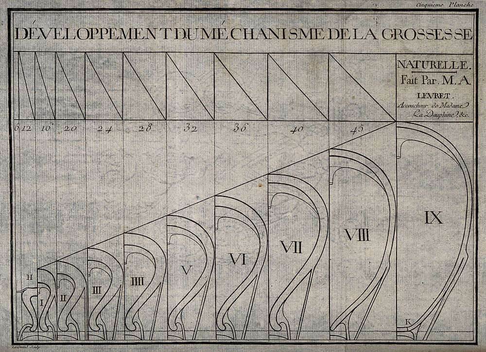 A diagram showing the dilation and changes in a pregnant uterus from the first to ninth month. Etching.