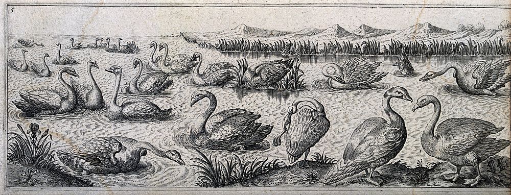 Swans swimming together and bickering in a lake. Engraving by H. Le Roy.