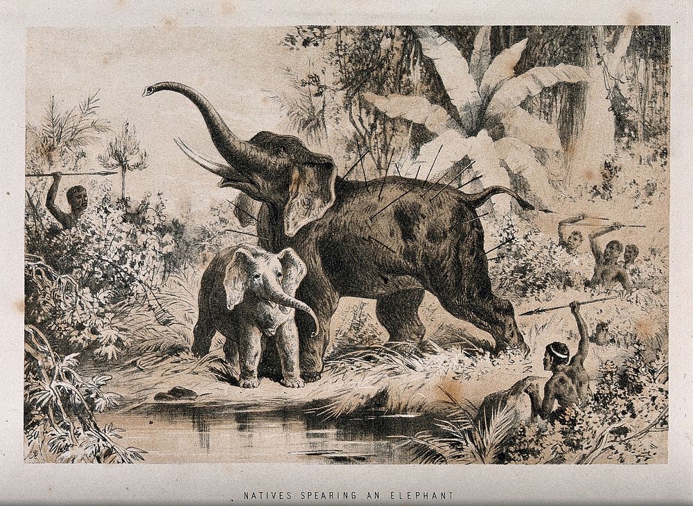 An elephant and her calf ambushed by African men with spears. Lithograph.