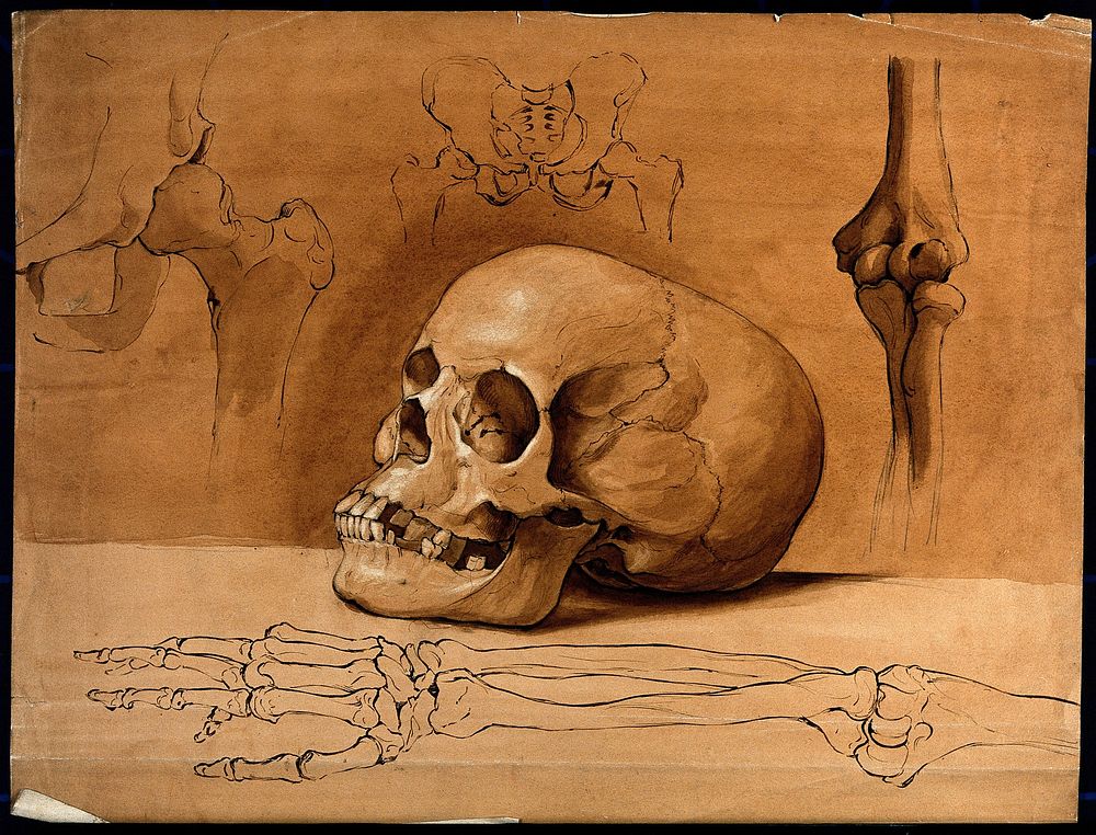 Skull, pelvic bones and bones of the arm. Drawing, ca. 1800.