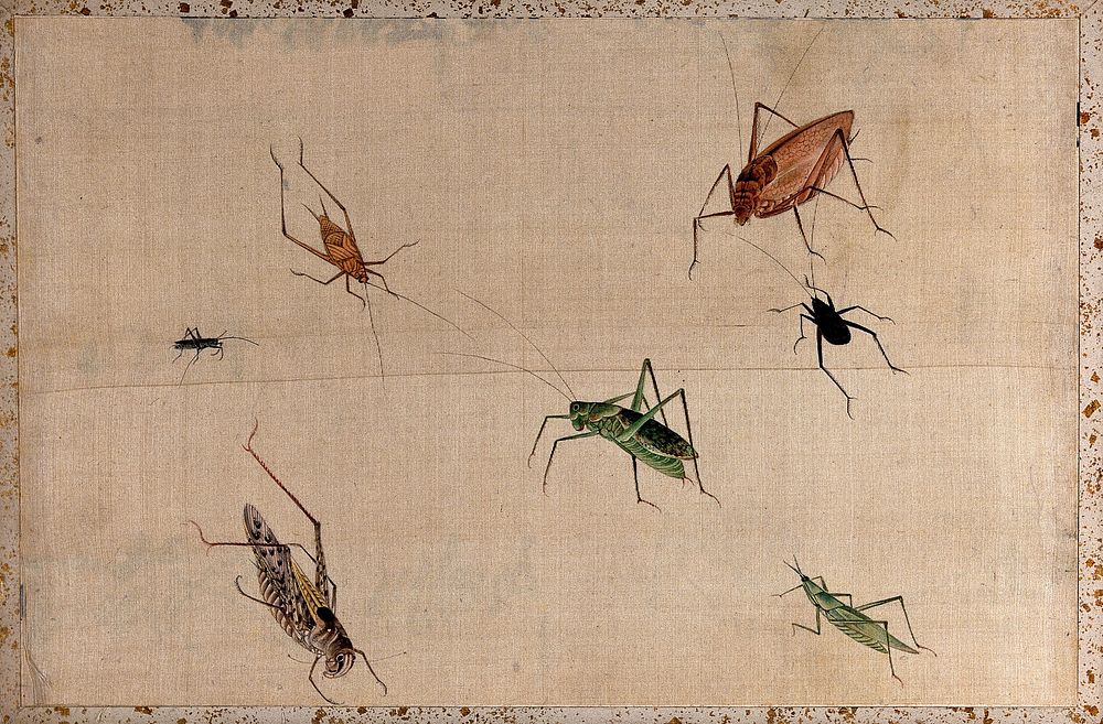 Seven insects Orthoptera order, mostly | Free Photo Illustration - rawpixel