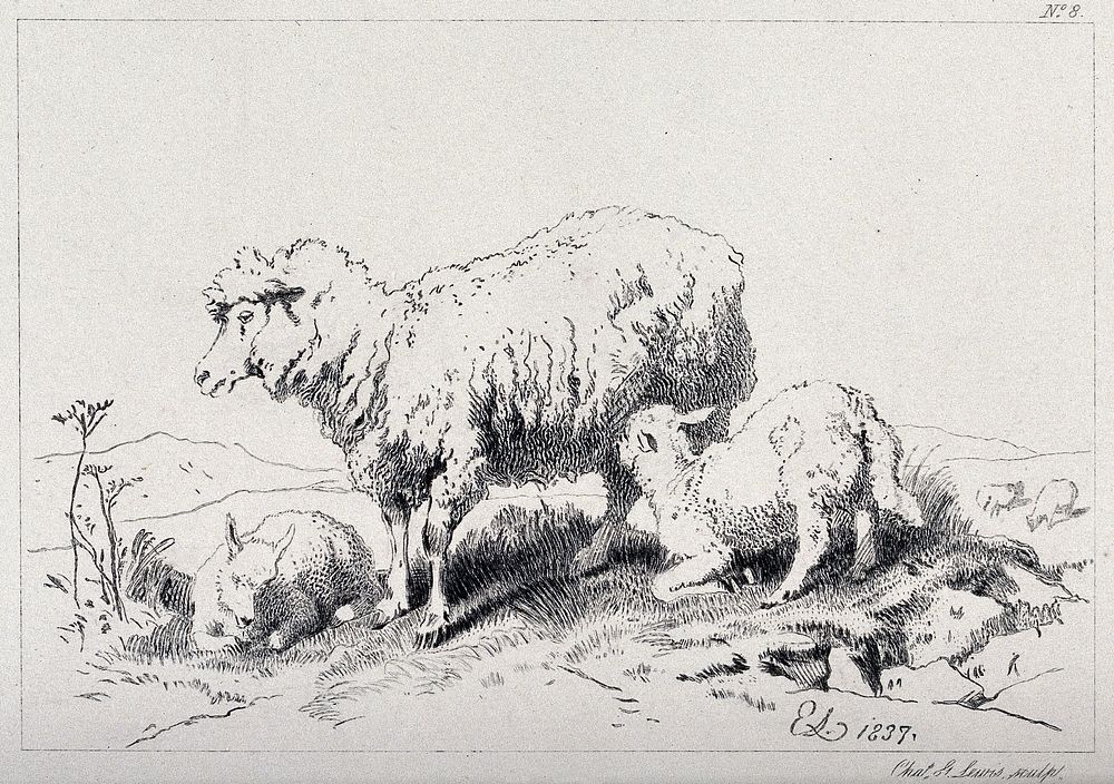 A sheep and two lambs standing on a meadow, with one of the lambs feeding on the mother. Etching by C. Lewis after E. H.…