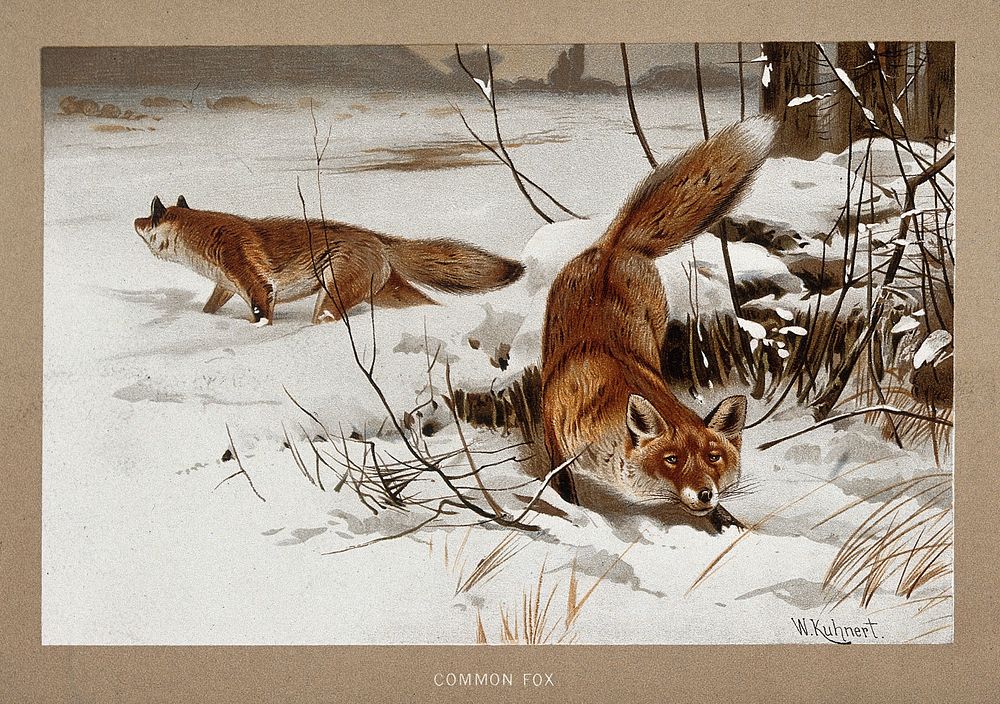 Two foxes (Canis vulpes) in the snow. Colour reproduction of a painting by W Kuhnert.