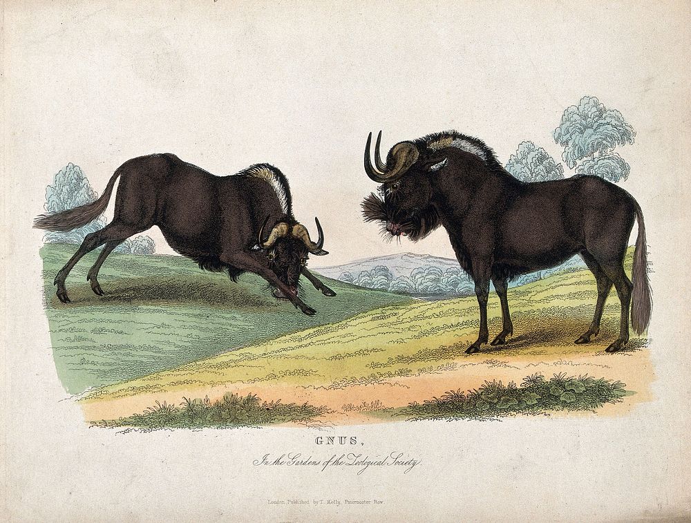 Zoological Society of London: two gnus. Coloured etching.