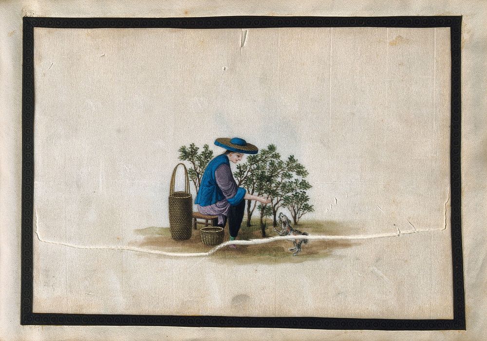 A woman plucking tea. Gouache by a Chinese artist, ca. 1850.