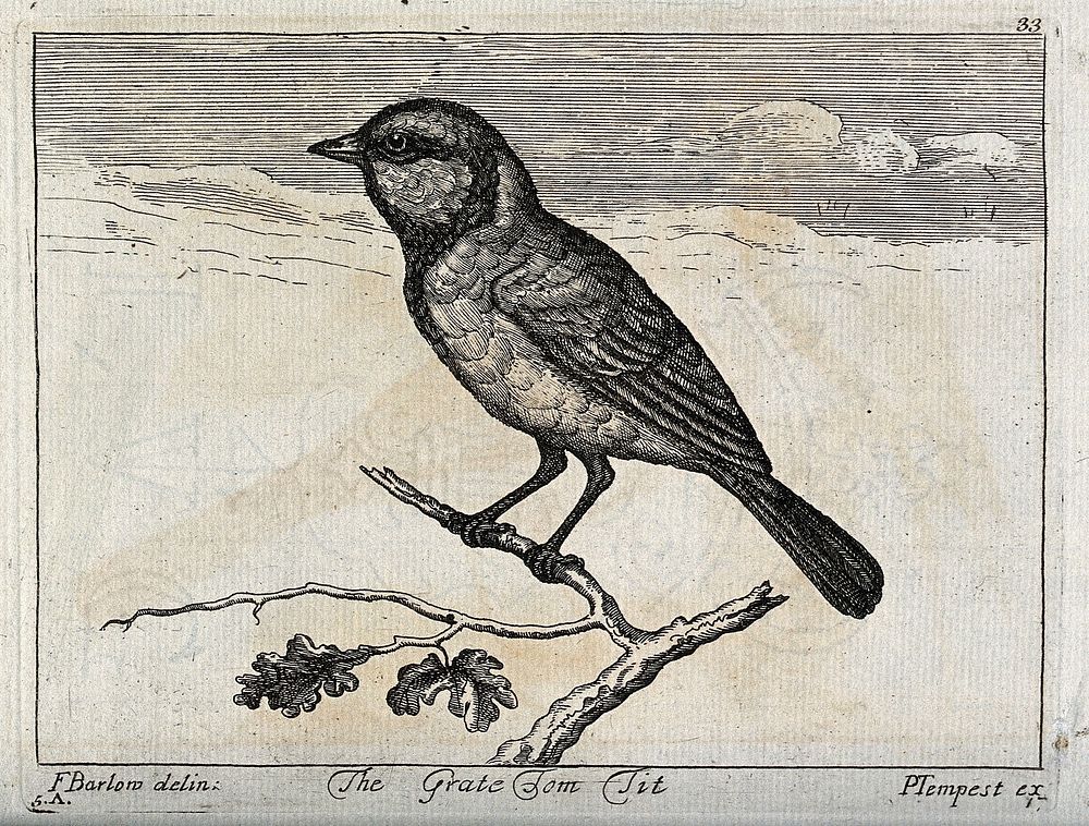 A great tit. Engraving by P. Tempest, ca. 1690, after F. Barlow.