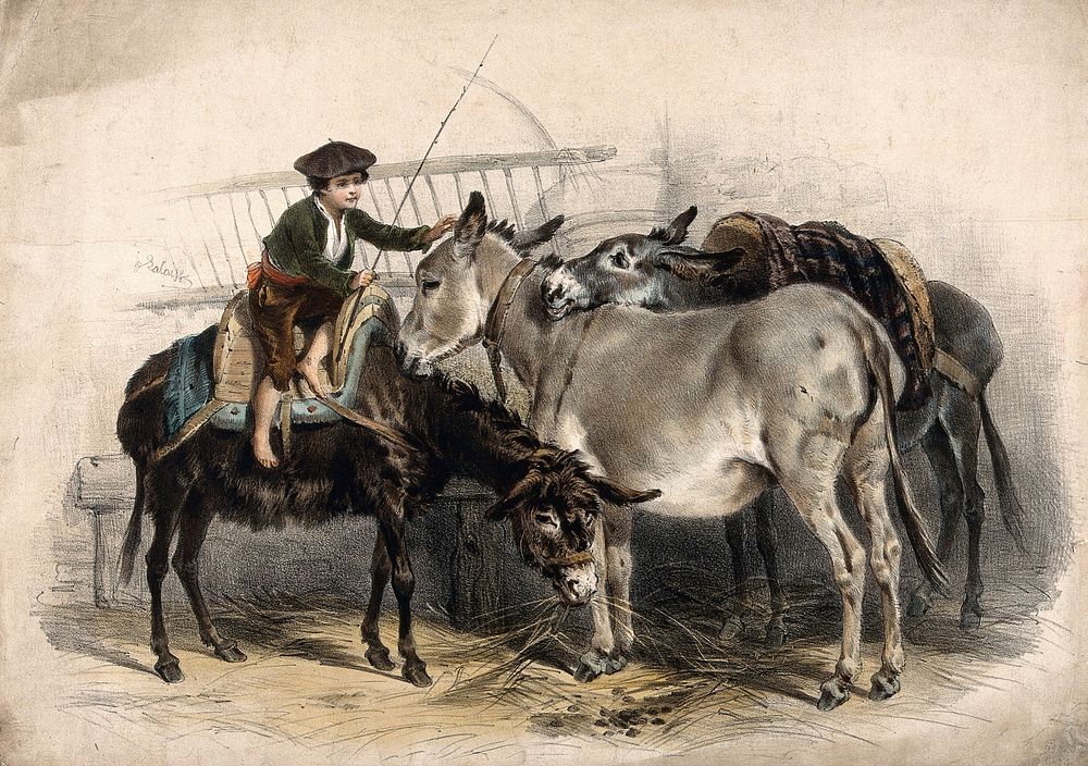 A boy riding and caressing donkeys in a stable. Coloured lithograph by H. Lalaisse.