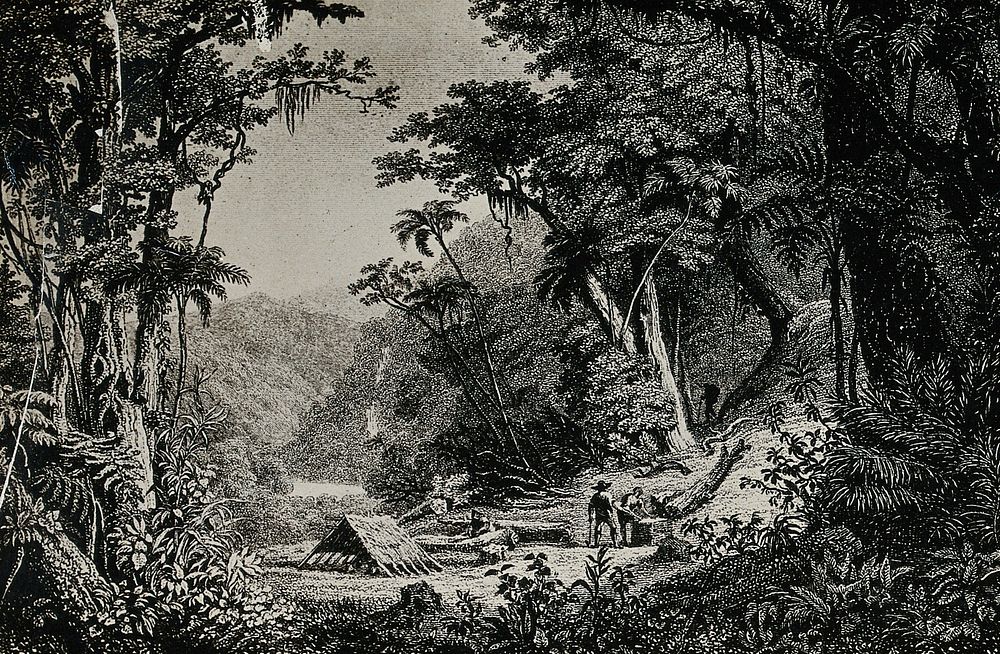 Peru: a cinchona forest; a shelter and figures in a clearing. Reproduction of an engraving, 1750/1850.