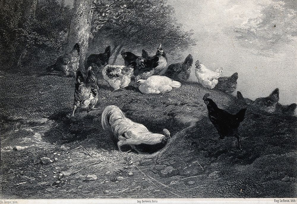Cockerels and hens scratching at the ground on a grassy bank. Lithograph by E. Leroux after C. Jacque.