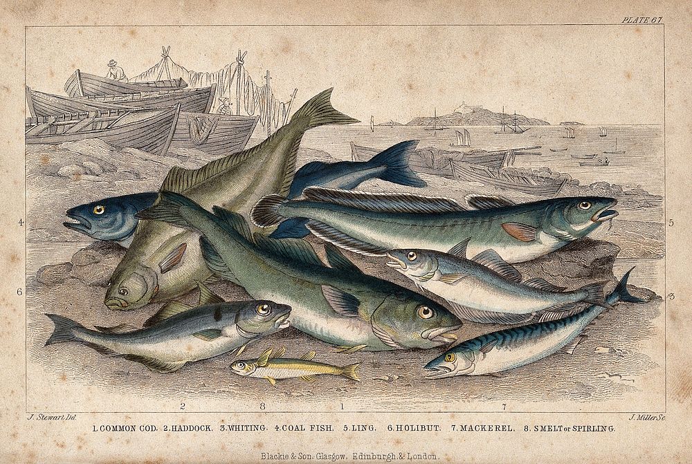 Eight different species of fish, including cod, haddock, halibut and mackerel, are lying on a beach. Coloured etching by J.…