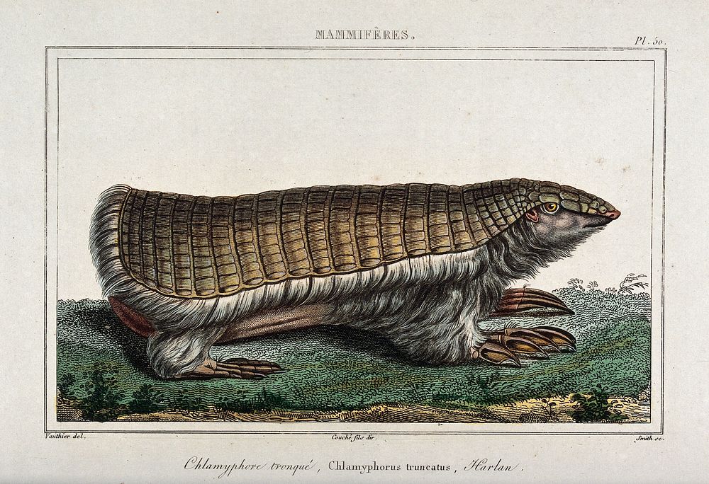 A chlamyphore. Coloured etching by Smith after A.C. Vauthier.