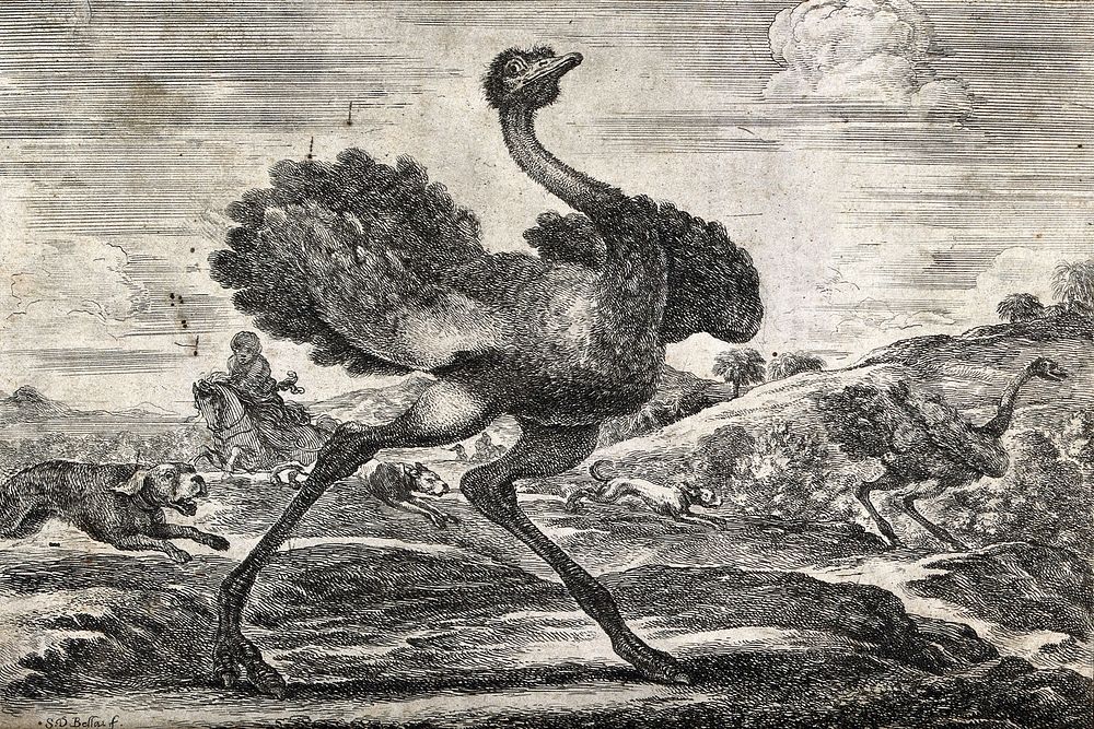 Ostriches fleeing from hounds and a huntsman on horseback. Etching with engraving by S. Della Bella.