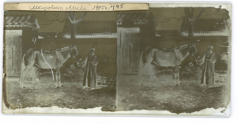 China: an old Mongol woman with her horse, Beijing. Photograph by John Thomson, 1871.