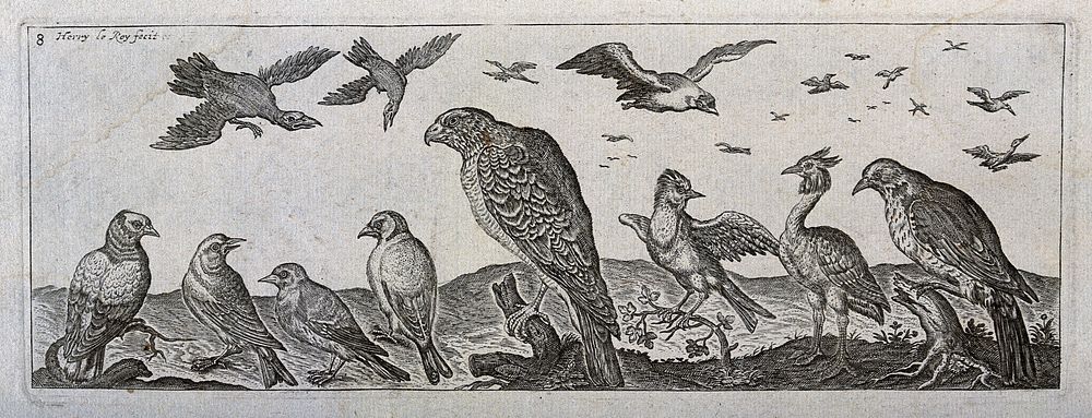 Various birds in the air and on the ground with a large bird of prey in the centre. Engraving by H. Le Roy.