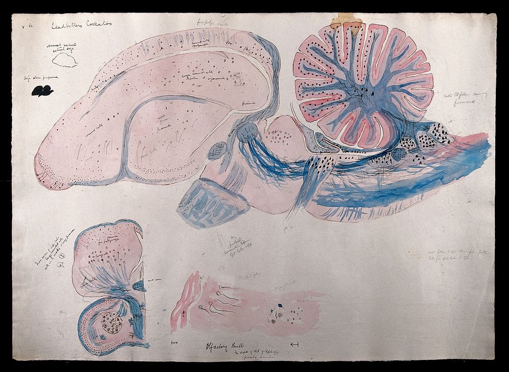Brain of a leadbitter's cockatoo: figures showing dissections of the brain. Watercolour and ink with pencil, possibly by D.…