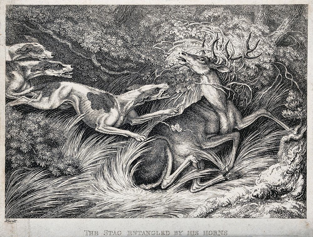 A stag with his antlers caught in a bush is pounced on by hounds. Etching by W-S Howitt, ca 1798.