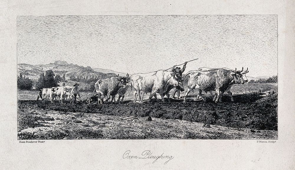 A team of oxen being made to pull a plough. Engraving by P. Moran after R. Bonheur.
