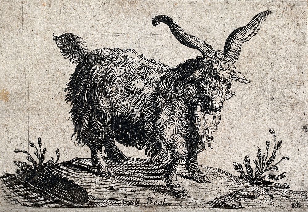 A billy goat with long horns. Wood engraving.