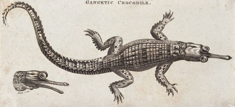 A crocodile of the Ganges and a detail of its head. Etching by Heath.