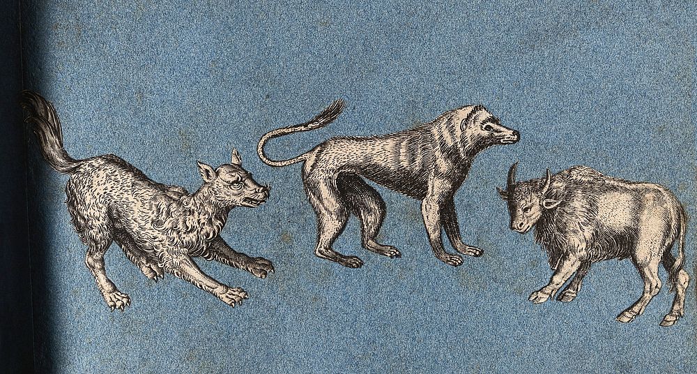 Two dog-like animals and a bull. Cut-out engraving pasted onto paper, 16--.
