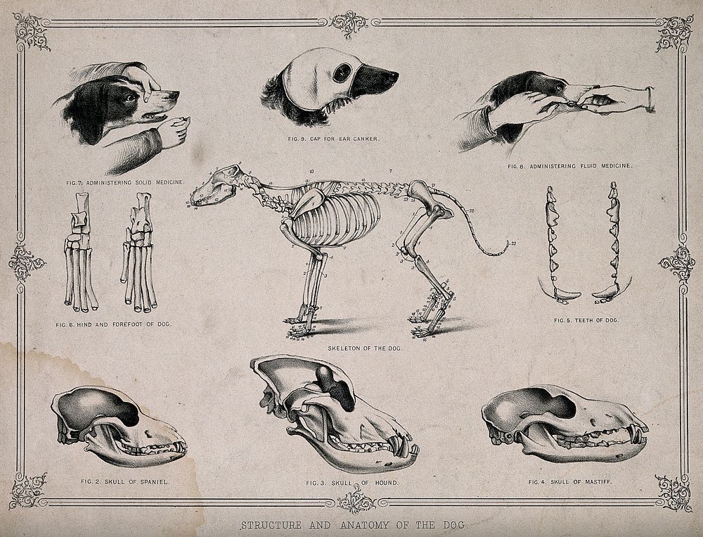 Anatomy of a dog: nine figures, showing the skeletons and skulls of different breeds of dog and including demonstrations of…