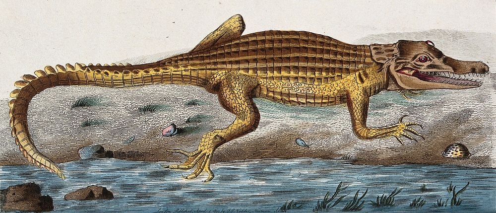 An alligator. Coloured engraving, ca. 1800.