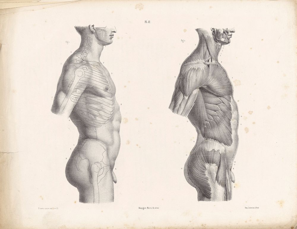 The anatomy of the external forms of man : intended for the use of artists, painters and sculptors / By J. Fau ; edited with…