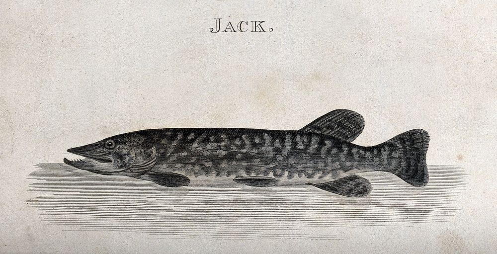 A jack. Engraving by R. Carpenter after C. Hardy.