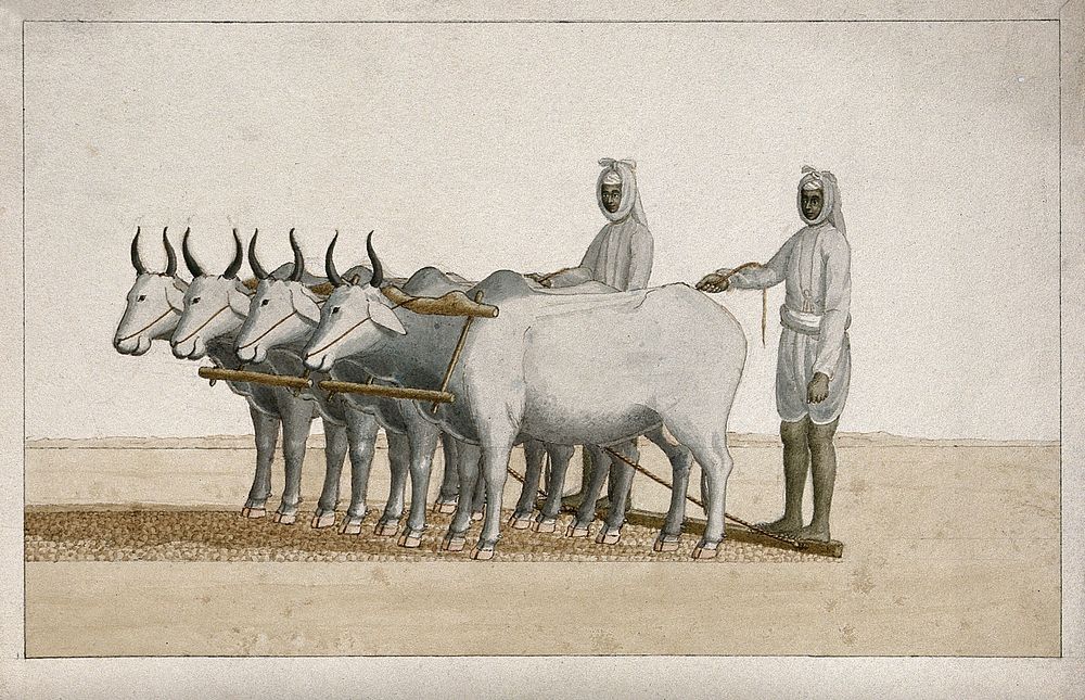Two farmers using oxen to plough the land. Watercolour painting by an Indian artist.