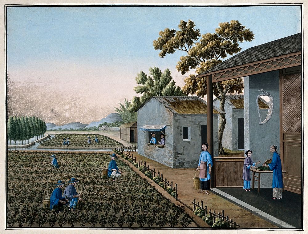 A tea plantation in China with women picking and sifting tea leaves. Gouache painting with oxidization.