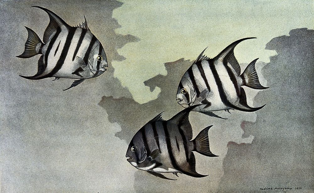 Three spade fish (Chaetodipterus faber) swimming in the sea. Colour line block after a painting by H. Murayama.