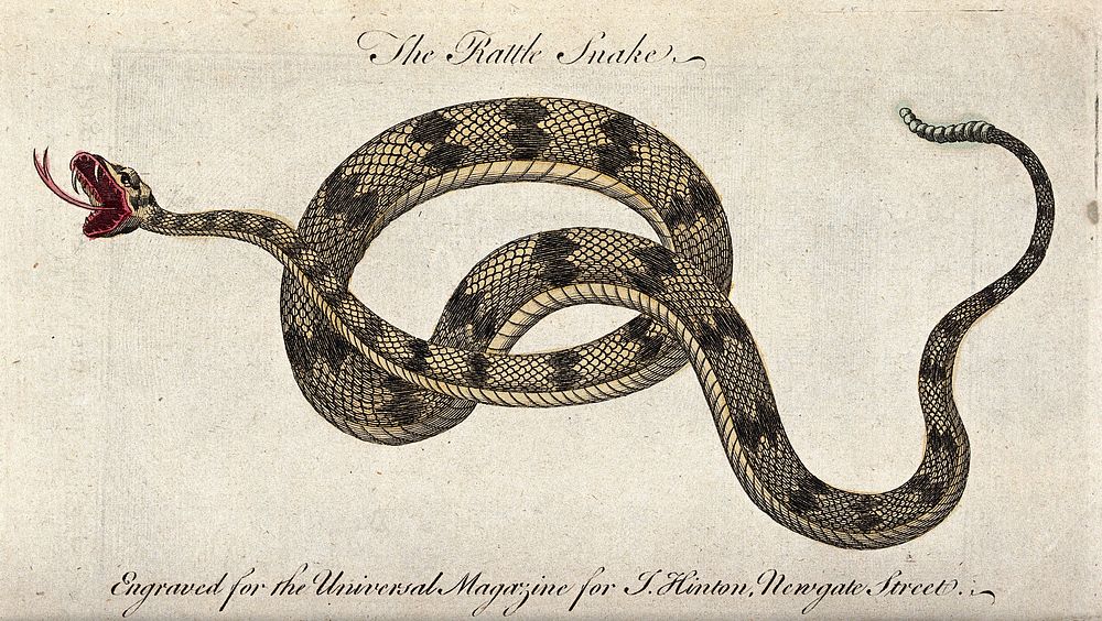 A rattlesnake. Coloured etching.