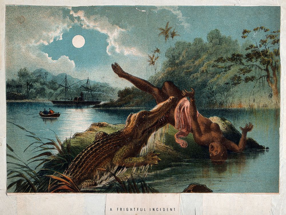 A crocodile emerging from the Zambezi river and biting off a woman's leg. Chromolithograph, 18--.