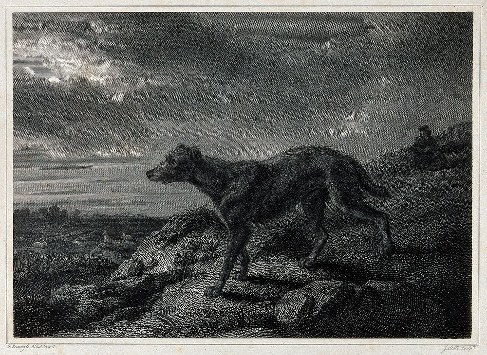 A lurcher standing on a hill overlooking a valley. Etching by J. Scott after P. Reinagle.