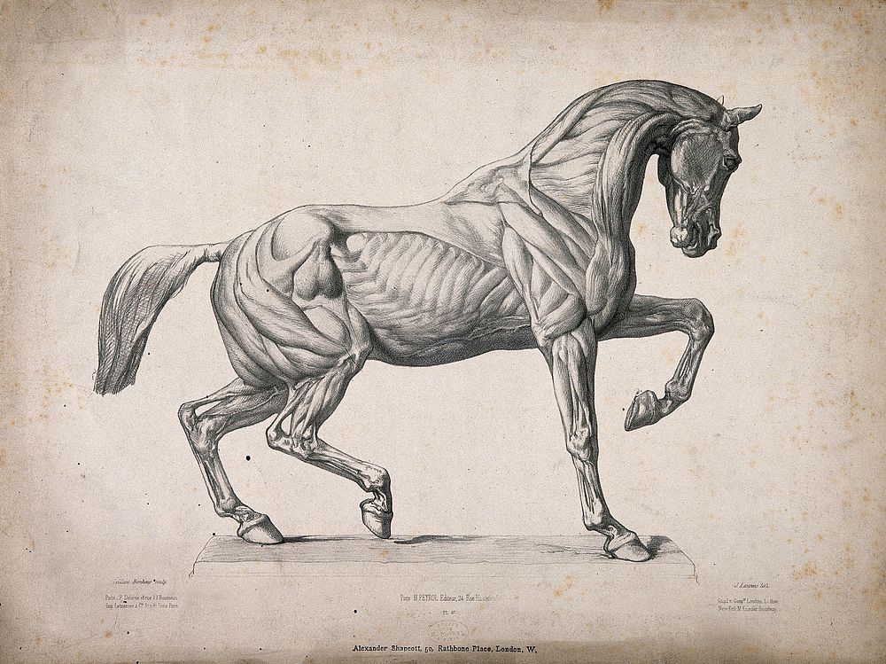 An écorché horse in motion, facing right and with left foreleg flexed. Lithograph by J. Laurens after a bronze sculpture by…