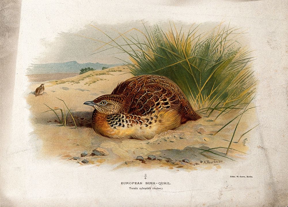 An Andalucian hemipode (Turnix sylvatica). Chromolithograph by W. Greve after A. Thorburn, ca. 1885.