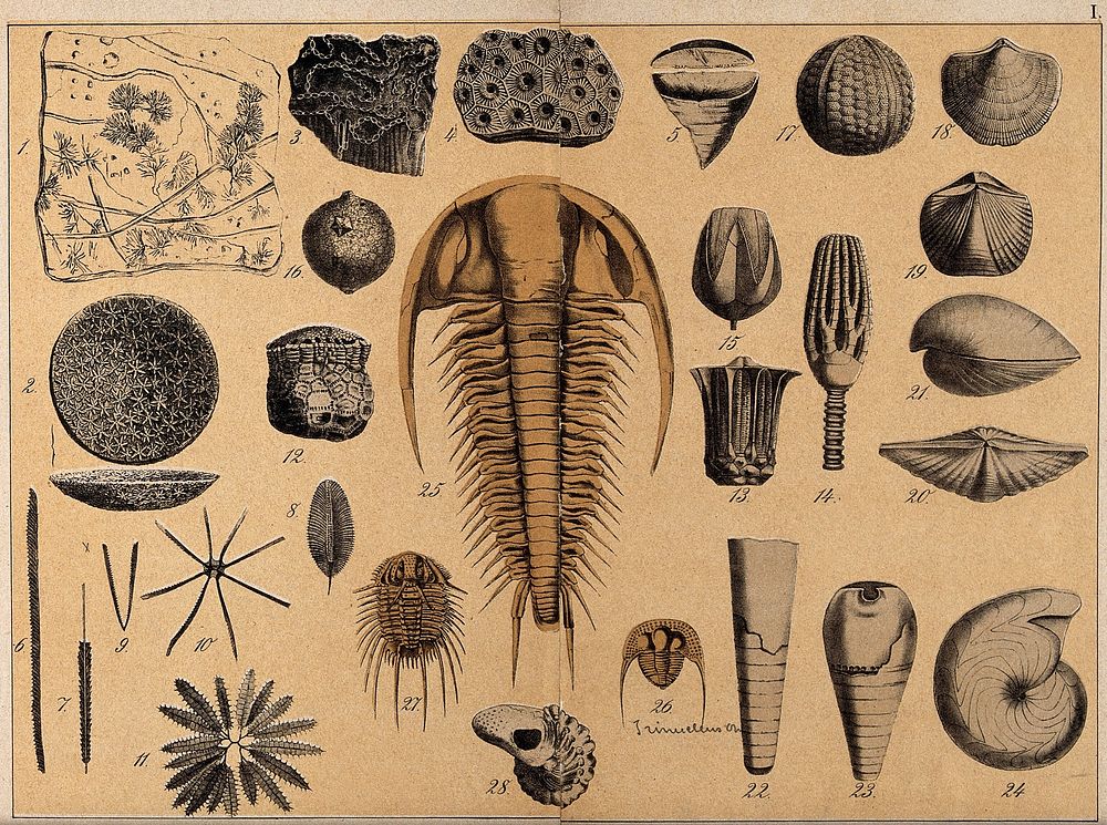 variety shells, cone-shells, fossils and | Free Photo Illustration ...