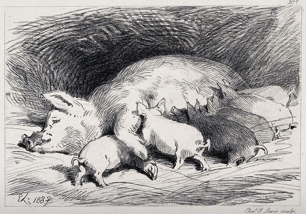 A sow lying down in the pen, with six piglets feeding. Etching by C. Lewis after E. H. Landseer.