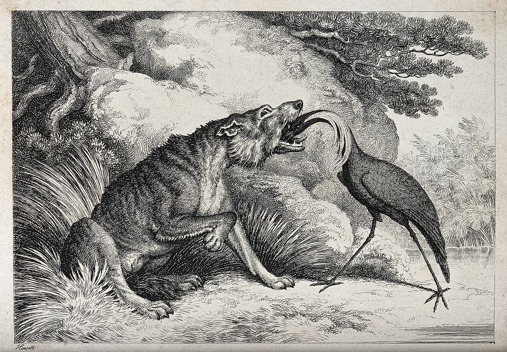A crane standing with its beak down a wolf's throat. Etching by W-S Howitt, ca 1809.