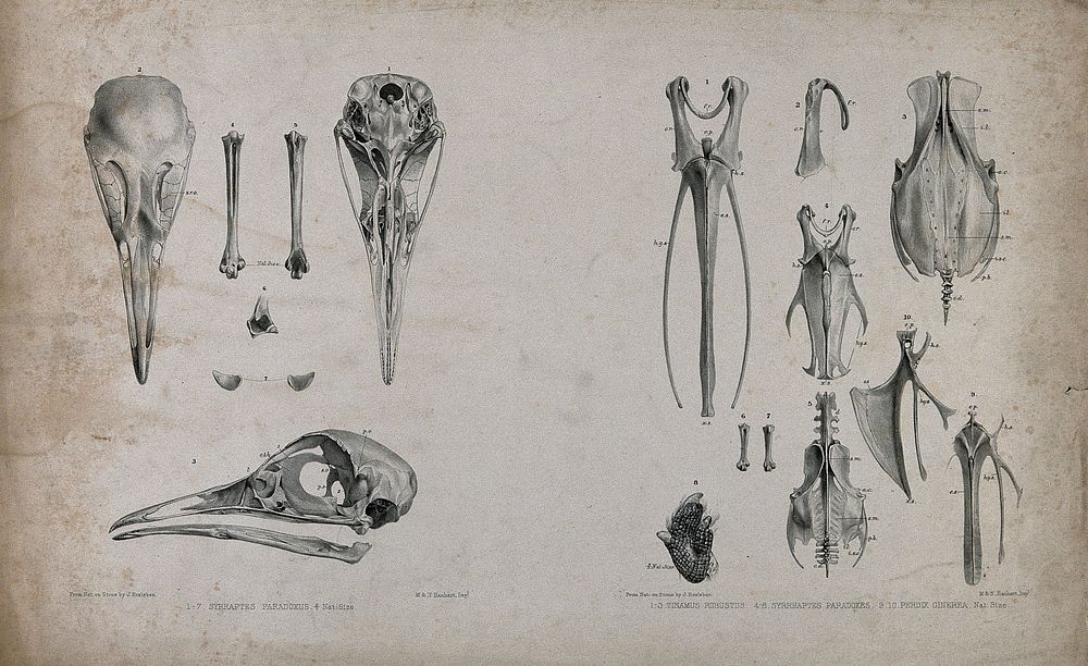 Bones of three species of bird: tinamus, sand grouse and partridge . Lithograph by J. Erxleben, 1840/1860.