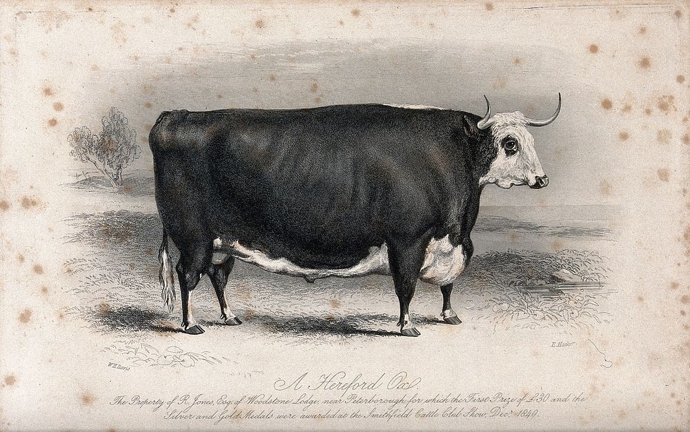 A Hereford ox. Etching by E. Hacker, ca 1850, after W.H. Davis.