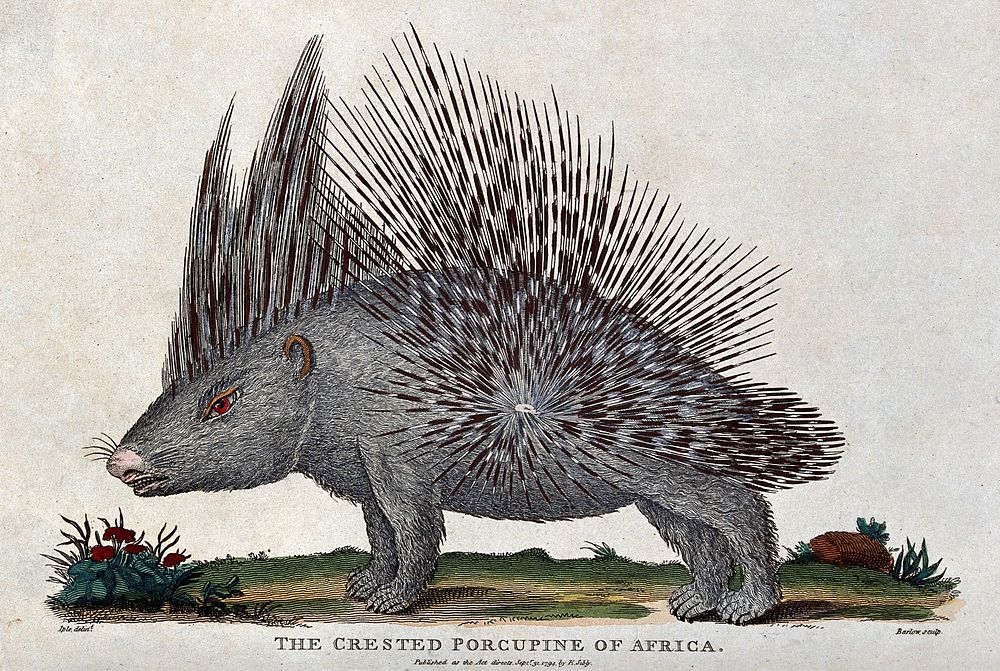A crested porcupine. Coloured etching by Barlow after J. E. Ihle.