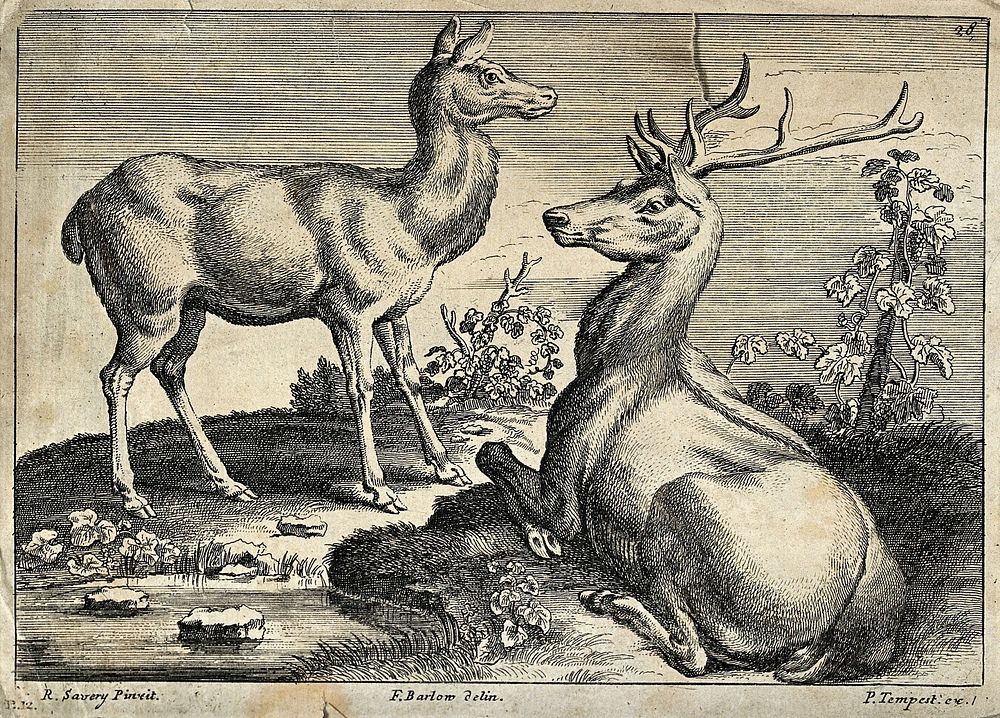 A stag and a doe are resting on the shore of a pond near a vine. Etching by F. Barlow after R. Savery.