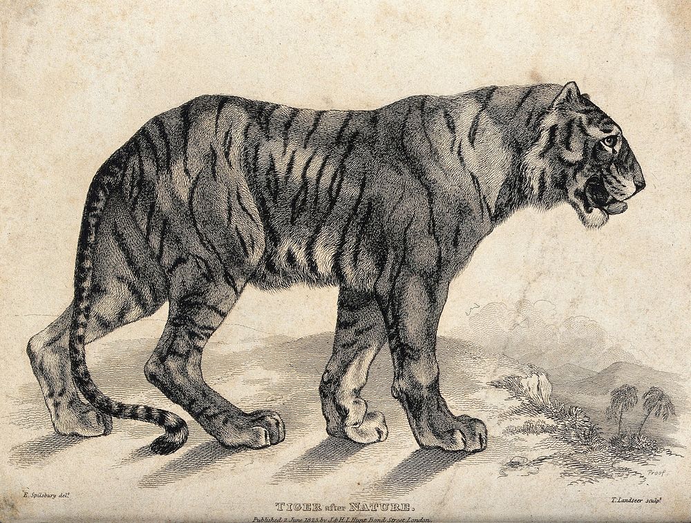A tiger (Felis tigris). Etching by T. Landseer, ca 1823, after E Spilsbury.