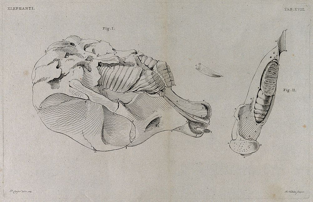 Elephant skull, side view: three figures, including a tooth. Etching by R. Vinkeles 1787/1800 , after P. Camper, 1785.