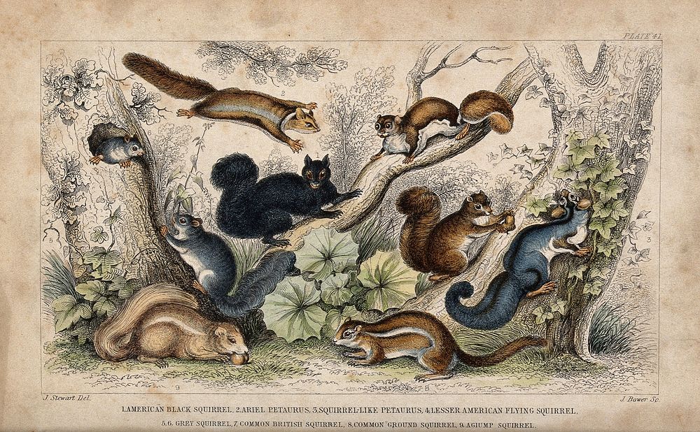 Nine different specimen of squirrels (family Sciuridae), including the flying squirrel, shown in their arboreal habitat.…