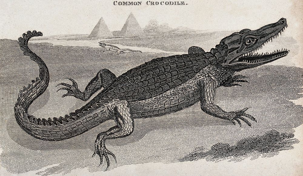 A crocodile in Egypt. Etching.